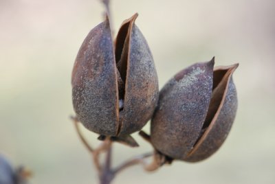 Paulownia tomentosa -paulovnie plstnatá - zralé plody (2)